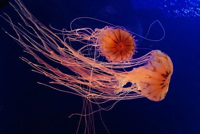 Animais Marinhos: Lista de A a Z, Grupos e Espécies Ameaçadas no Brasil (2026)