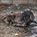 Cabrito (filhote de cabra, Capra aegagrus hircus) recem-nascido